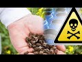 Пчелы массово гибнут из-за аномальной жары и использования химикатов в Молдове