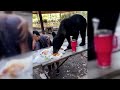 Голодный медведь пришел на пикник и съел все угощения на глазах у отдыхающих в Мексике