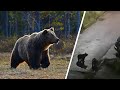 Медведи свободно гуляют по селам Башкирии