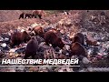 Массовое нашествие медведей в Башкирии. Почему косолапые выходят к людям?